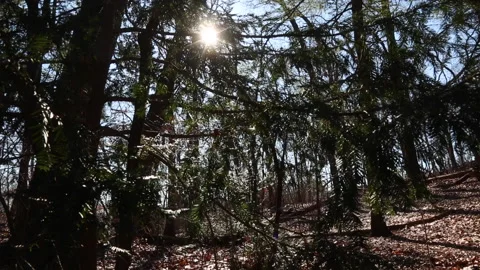 PINE BRANCHES Video stock 194570989