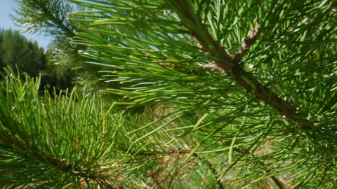 Pine branches Stock Footage 196834349
