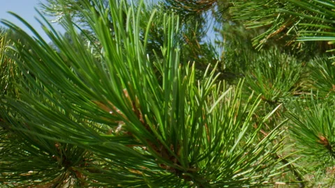 Pine branches Stock Footage 197378491