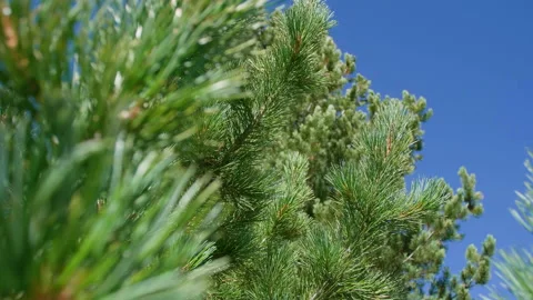 Pine branches Stock Footage 197392654