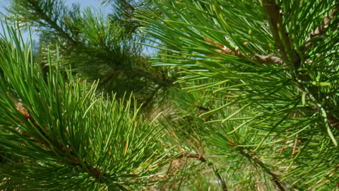 Pine branches Stock Footage 197511056