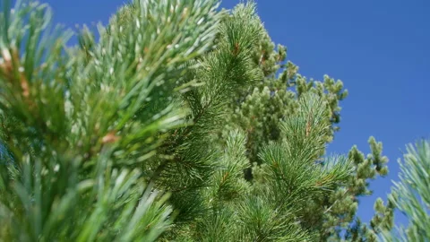 Pine branches Stock Footage 197511654