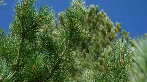 Pine branches Stock Footage 199286843