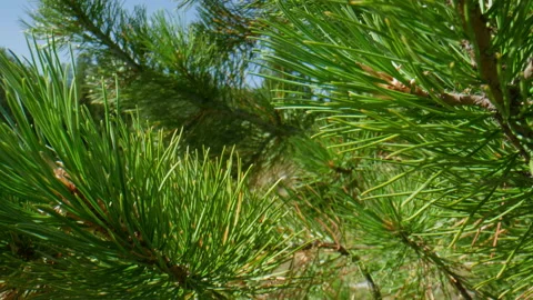 Pine branches Stock Footage 201170983