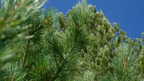 Pine branches Stock Footage 201171246