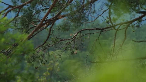 Pine branches Stock Footage 203904621