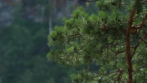 Pine branches Stock Footage 204717906