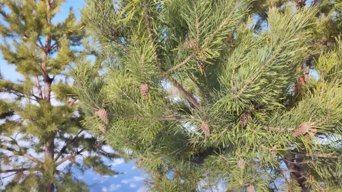 Pine branches Stock Footage 268465301