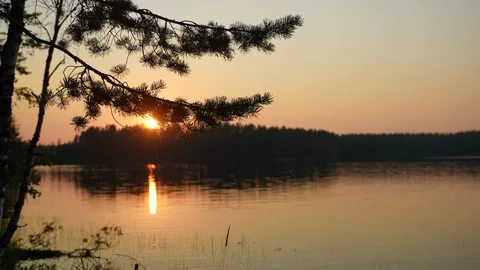 Pine branches in the foreground at sunset over a calm lake, with the sun Video stock 314065280