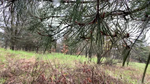 Pine branches in the forest after the rain, raindrops on the trees Stock Footage 240908265