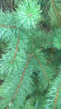 Pine branches in the forest after rain. Stock Photos
