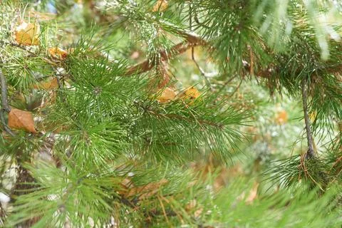 Pine branches in the forest, close-up, natural background Stock Photos