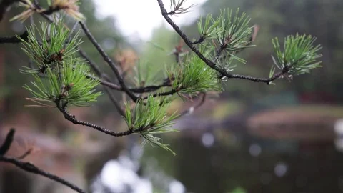 Pine branches in the forest Stock-Footage 82054702