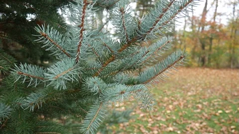 Pine branches in the forest over leaves on the ground Stock-Footage 141765168