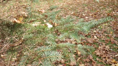 Pine branches in the forest over leaves on the ground Vídeo Stock 141765172