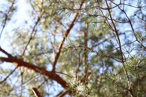 Pine branches In the forest Stock Photos