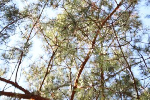 Pine branches In the forest Stock Photos