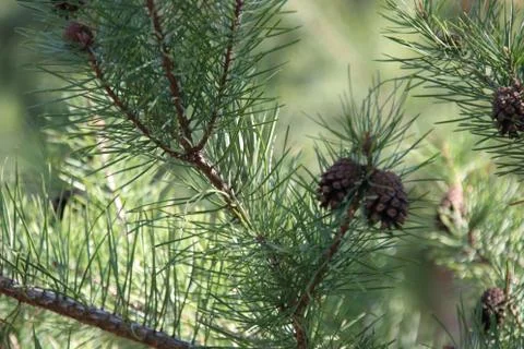 Pine branches In the forest Stock Photos