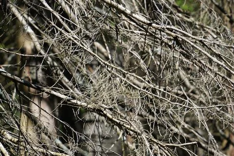 Pine branches in forest Stock Photos