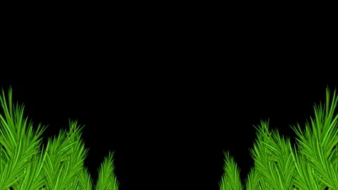 Pine Branches Frame Stock Footage 260104329