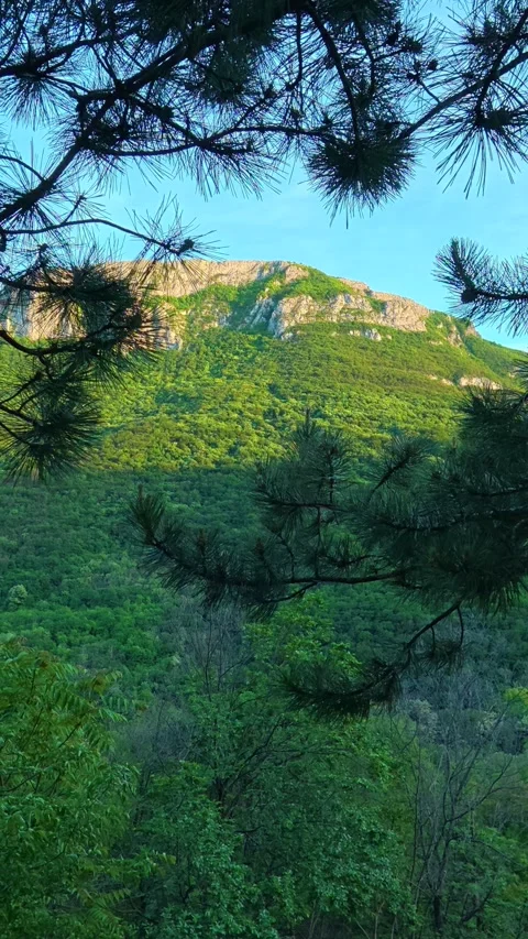 Pine branches frame a sunlit forested hillside. Sicevo Gorge, Serbia. Vertical Stock Footage 337057996