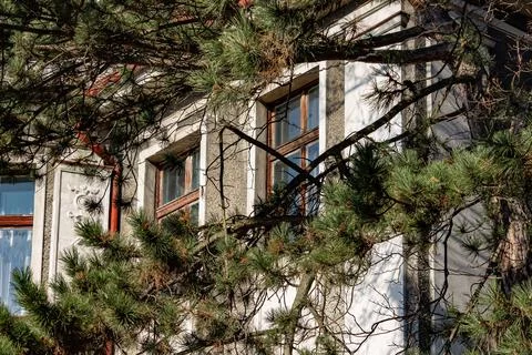 Pine branches framing a building facade Stock Photos