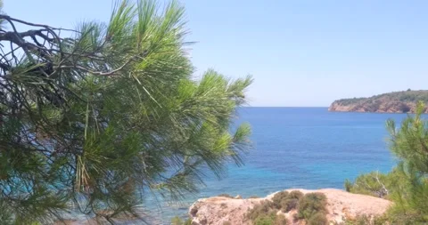 Pine Branches Framing a Serene Ocean View with Clear Blue Sky Stock Footage 304859767