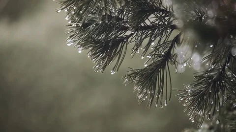 Pine Branches with Freezing Rain on a Windy Day, Close Up. Vídeos de archivo 120486341