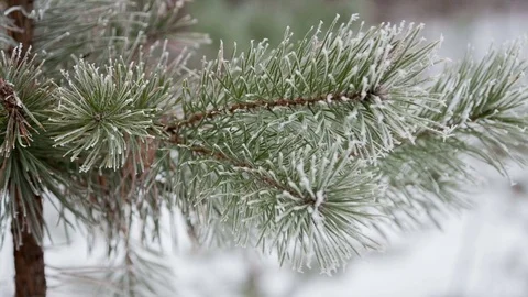 Pine branches in the frost day Stock-Footage 75810206
