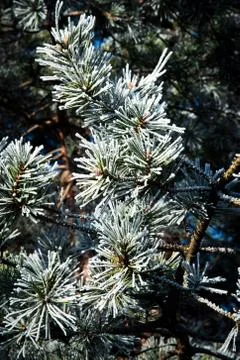Pine branches with frost Stock Photos