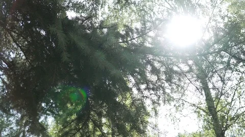 Pine branches in good summer weather close-up 1 Stock Footage 115240207