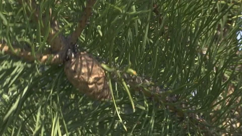 Pine branches with green cones in detail. Stock-Footage 89152133