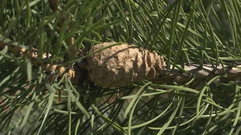 Pine branches with green cones in detail. Stock Footage 89152135