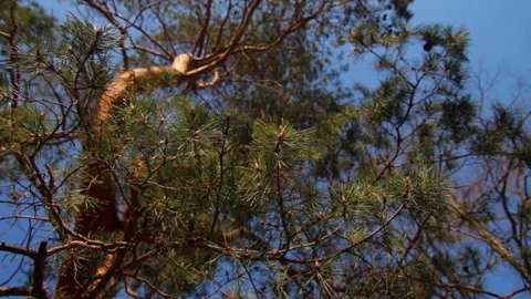 Pine branches with green needles under rays of sunlight in spring park  스톡 동영상 74155374