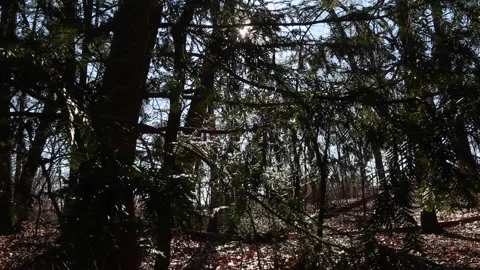 PINE BRANCHES HANDHELD Video stock 194571443