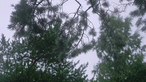 Pine branches hang above the watcher  and getting wet with rain drops Stock Footage 92506577
