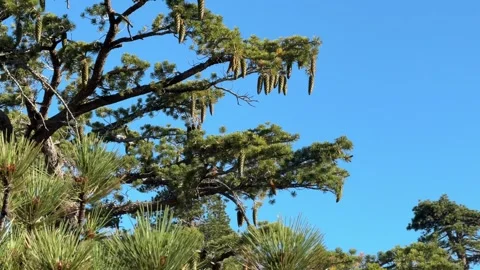 Pine Branches with Hanging Cones Against Blue Sky Stock Footage 343009359