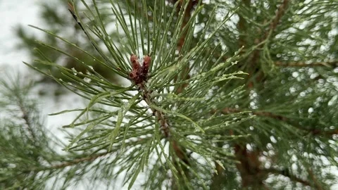 Pine branches with ice droplets in winter Stock Footage 300090131