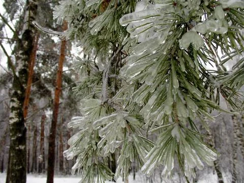 Pine branches in ice Stock Photos