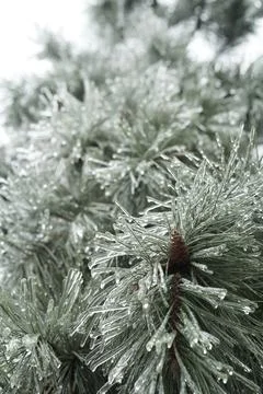 Pine branches with icy needles and cones. beautiful pine tree in winter.  Stock Photos