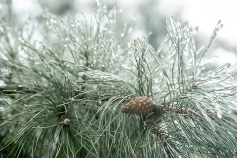 Pine branches with icy needles and cones. beautiful pine tree in winter.sleet Stock Photos
