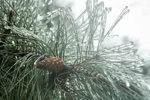 Pine branches with icy needles and cones. beautiful pine tree in winter.  Stock Photos
