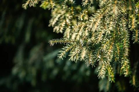 Pine branches illuminated by evening sun Foto stock