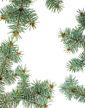 Pine branches isolated christmas background Stock Photos