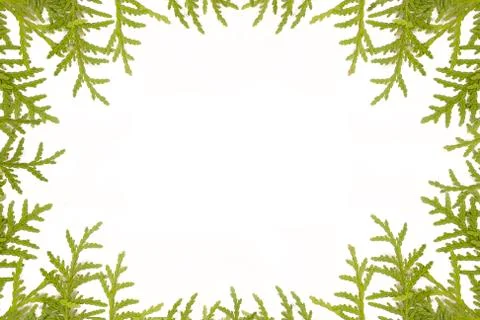 Pine branches isolated Stock Photos