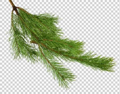 Pine branches isolated on transparent without shadow. PNG Stock Photos