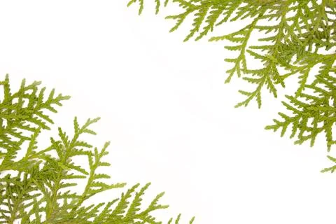 Pine branches isolated on white background Stock Photos