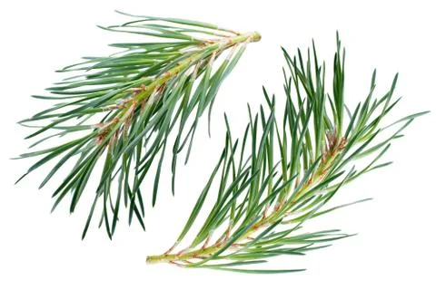 Pine branches isolated on white background Stock Photos