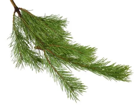 Pine branches isolated on white background without shadow. Stock Photos