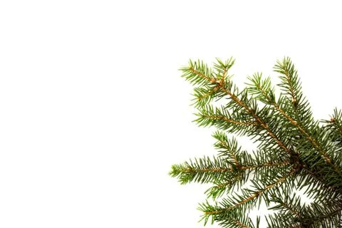 Pine branches isolated on white background, seamless pattern. Christmas and N Stock Photos